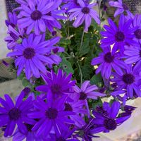 クリスマスローズ,クリスマスローズ,サイネリア,サイネリア,サイネリアの画像