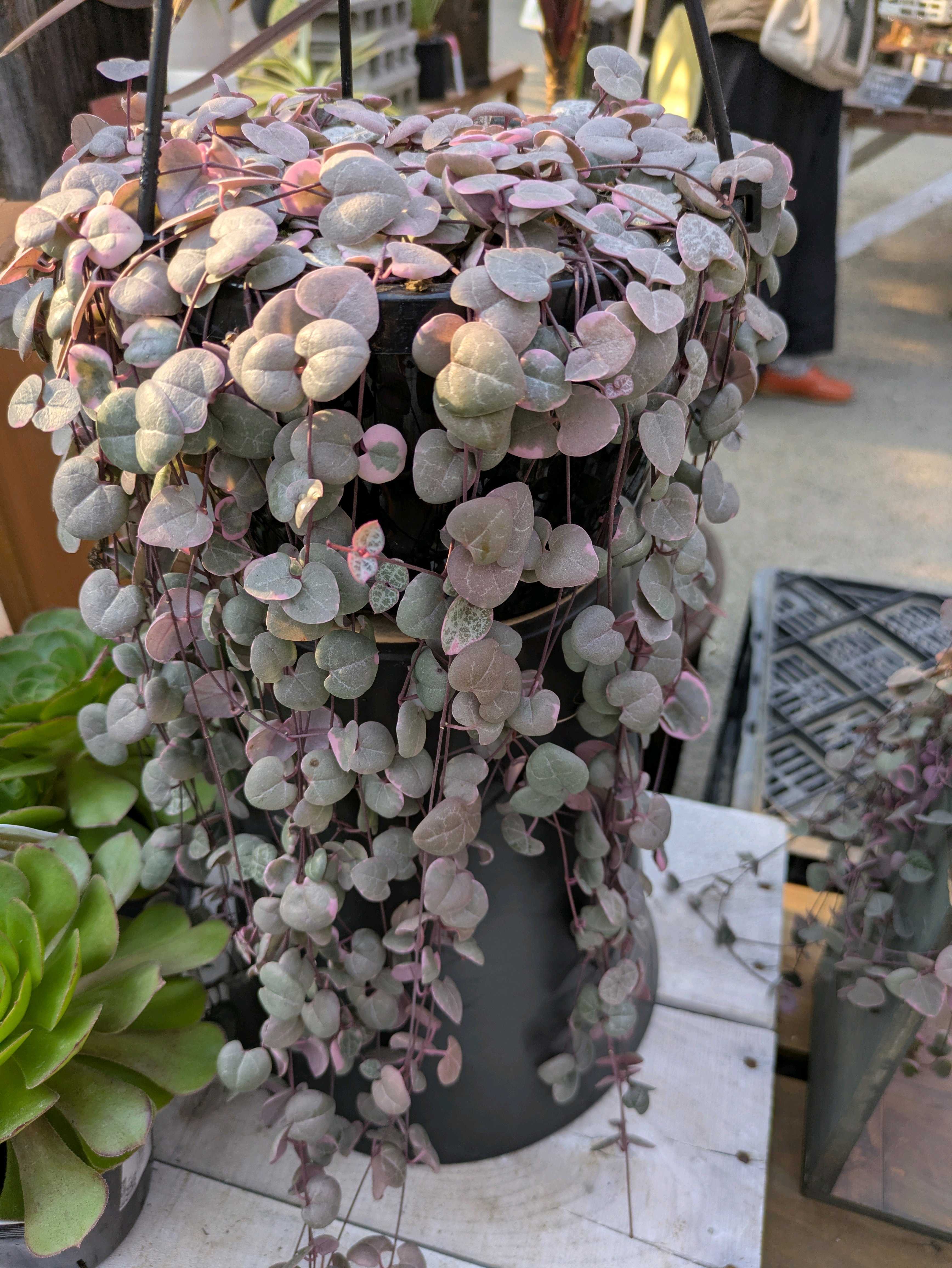 クリスマスローズの投稿画像 by ﾃﾞｭﾗﾝｻ さん｜クリスマスローズと