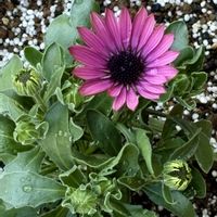 オステオスペルマム,オステオスペルマム,オステオスペルマム,オステオスペルマム,オステオスペルマムの画像