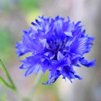 ヤグルマギク,素敵な出会いに感謝,胸キュン,花散歩♡,感動のおすそ分けの画像