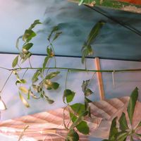 パキラ・アクアティカ,観葉植物,癒し,インテリアグリーン,珍奇植物の画像