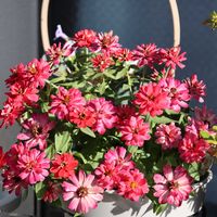 ジニア,沖縄,おうち園芸,ピンクワールドへ ようこそ,ベランダの画像