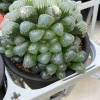 ハオルチア オブツーサ,ハオルチア オブツーサ,鹿沼市花木センター,花撮りドライブ,温室内の画像