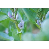 ソラマメ,ポタジェ,野菜の花,ミラーレス一眼,青い花マニアの画像