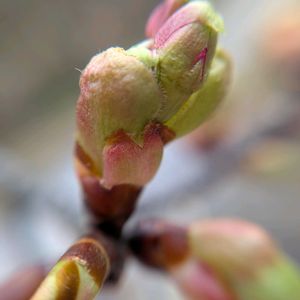 サクラ,河津桜,カワヅザクラ,河津桜(カワヅザクラ),さくら サクラ 桜の画像