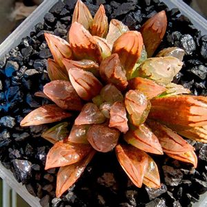 アトロフスカミュータント綴化,ハオルチア属,多肉ちゃん,ボタニカルライフ,新芽の画像