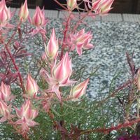 セルリア,かわいい,可愛い,癒し,今日の一枚の画像