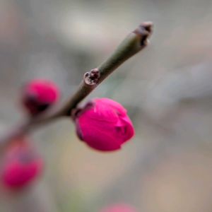 ウメ,梅(うめ),赤い花,花芽,つぼみの画像