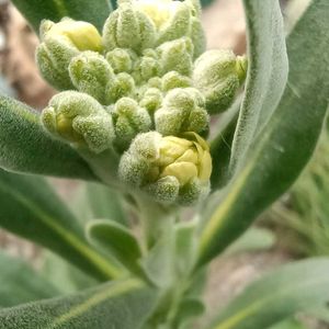 ゼラニウム,ゼラニウム,ミニバラ,ミニバラ,スプレーストックの画像