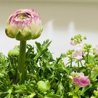 ラナンキュラス,リナリアの画像