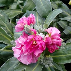 ストック,ストック,鉢植え,軒下の画像