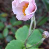 シュウメイギクの画像