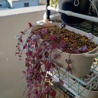 ハートカズラ,多肉植物,観葉植物,塊根植物,ベランダの画像