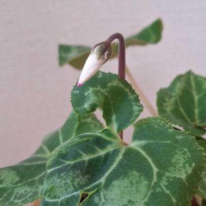 シクラメン,シクラメン,つぼみ,金曜日の蕾たち,可愛い物シリーズ♪の画像