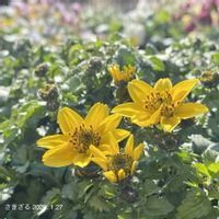 ビデンス,ビデンス,ビデンス  キャンプファイヤー,ビデンス　キャンプファイヤー　ホットイエロー,ビデンス　キャンプファイヤー　ホットイエローの画像