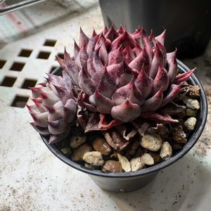 沙羅姫牡丹,多肉植物,エケベリア属,多肉のある暮らし,矮性種の画像