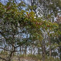 クロガネモチの画像