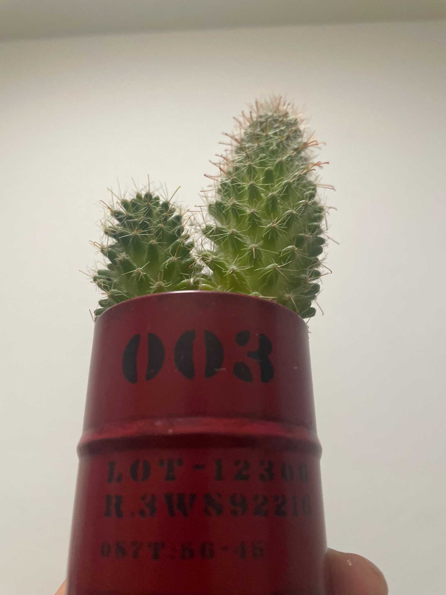 マミラリア系(らしい)｜🍀GreenSnap（グリーンスナップ）