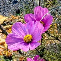 コスモス,お出かけ先の画像