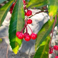 サクランボ,マンリョウ,マンリョウ,高幡不動の画像