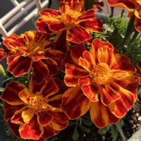 #ガーデニング,エクステリアの画像