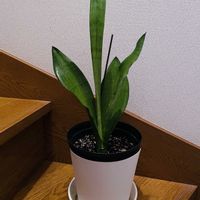 サンスベリア,ムーンシャイン,iPhone撮影,階段/廊下の画像