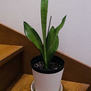 サンスベリア,ムーンシャイン,iPhone撮影,階段/廊下の画像