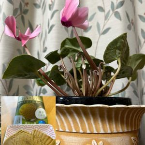 シクラメン,シクラメン,番外編,サクラソウ科,美味しい物の画像