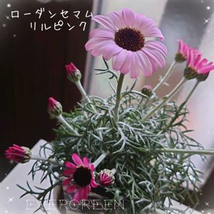 ローダンセマム,ローダンセマム リルピンク,ピンクの花,プランター植え,ガーデニング初心者の画像