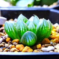 ハオルチア,ハオルチア オブツーサ,多肉植物,ハオルチア属,多肉大好きの画像