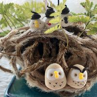 クリスマスローズ,トリテレイア,ニゲラ,トキワシノブ,クリロの画像