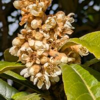 ビワ,ビワ,ビワの花,枇杷の葉,ビワの葉芽の画像