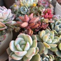  ブロンズ姫,オレンジモンロー,多肉寄せ植え,多肉植物のある暮らし,多肉だいすきの画像