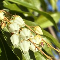 アセビ,白モクレン,バッコヤナギの画像