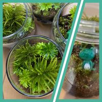 コウヤノマンネングサ,オオカサゴケ,苔テラリウムの画像