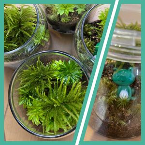 コウヤノマンネングサ,オオカサゴケ,苔テラリウムの画像