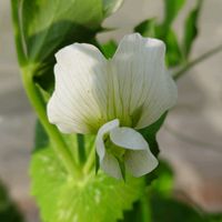 スナップエンドウ,スナップエンドウ,我が家の畑,我が家の野菜の画像