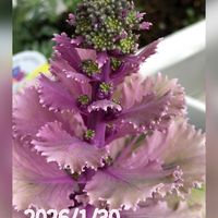 カランコエ,サンスベリア,サンスベリア,ハボタン,ラナンキュラスの画像