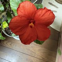 スカビオサ,スカビオサ,ハイビスカス,ハイビスカス,アオモジの画像