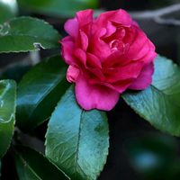 寒椿,寒椿(カンツバキ),カンツバキ(寒椿)の画像