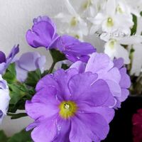 プリムラオブコニカ,プリムラオブコニカ,花のある暮らし,植物大好き,人に優しくの画像