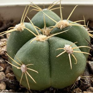 ペンタカンサ,ギムノカリキウム ペンタカンサ,多肉植物,ギムノカリキウム属,ダイソー産の画像