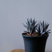 十二の巻,多肉植物,観葉植物,リビング・ダイニングの画像