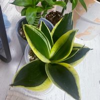 サンセべリア,ミリオンバンブー,カラテア フレディーの画像