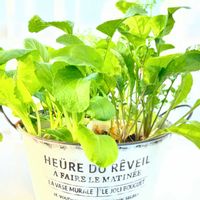 コマツナ,バジル,ルッコラ,ディル,緑のある暮らしの画像