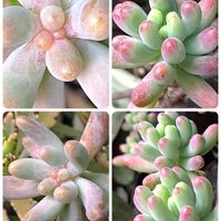 乙女心,恋心,恋心,多肉植物,うどん県人会の画像