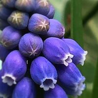 ムスカリ,花のある暮らし,チーム愛知,GSアダルトチーム,金曜日の蕾たちの画像