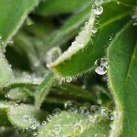 ルピナス,雨粒,雨粒シリーズ☆,0の付く日は雨粒の日,mimozaの雨粒シリーズの画像