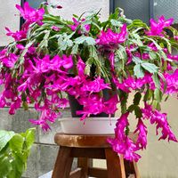 デンマークカクタス,しゃこばサボテン,おうち園芸,みてみて!,小さな庭の画像