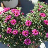 ボンザマーガレット,花と生きるサントリー,サンフラマニア,サンフラびとの画像